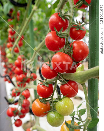 在溫室中種植櫻桃番茄 121011672
