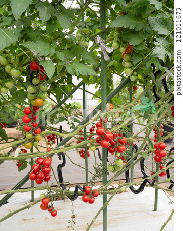 在溫室中種植櫻桃番茄 121011673