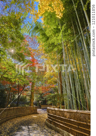 紅葉名勝：東京都杉併區關泉寺境內 121011856