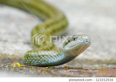 青大所 青大所 121012016