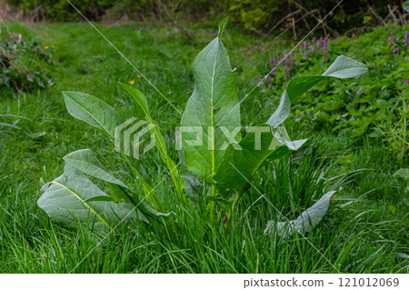 Rumex confertus grows in the garden in spring Rumex confertus grows in the garden in spring 121012069