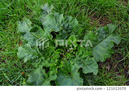 Arctium lappa - Young burdock leaves in an early summer 121012070