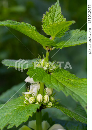 The blossoming dead nettle in sunny day a close up. Lamium album. Lamiaceae Family 121012073