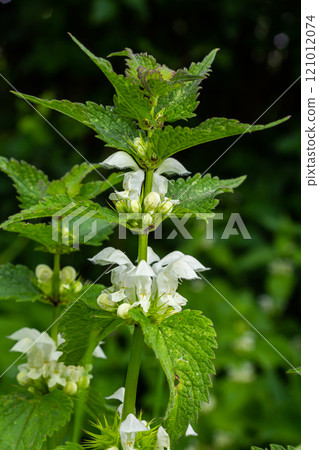 The blossoming dead nettle in sunny day a close up. Lamium album. Lamiaceae Family 121012074