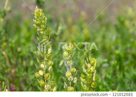 In nature, Thlaspi arvense grows among wild grasses In nature, Thlaspi arvense grows among wild grasses 121012083