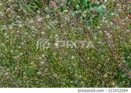 In nature, the field grow Capsella bursa-pastoris 121012084