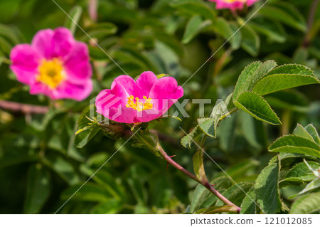 Dog rose, Rosa canina, is an important medicinal plant with pink or white flowers and is used in medicine. It is a wild rose and has red rosehip fruits in the fall 121012085