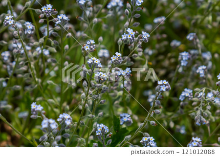 Wide angle closeup on an aggregation of lightblue Early Forget-me-not, Myosotis ramosissima an annual flowering herb 121012088