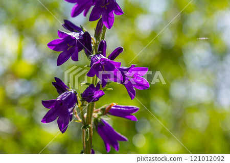 Violet flowers of bellflower Campanula sibirica Violet flowers of bellflower Campanula sibirica 121012092