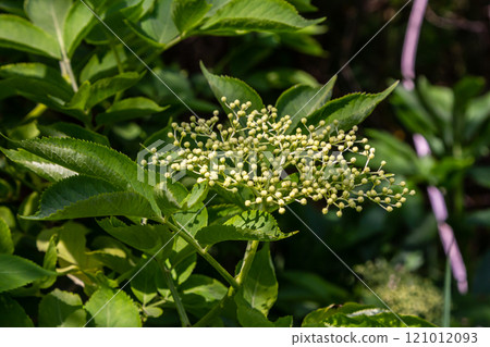 Flower buds and flowers of the Black Elder in spring, Sambucus nigra Flower buds and flowers of the Black Elder in spring, Sambucus nigra 121012093