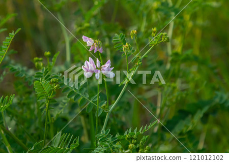 the flowers of Securigera varia - crownvetch, purple crown vetch the flowers of Securigera varia - crownvetch, purple crown vetch 121012102