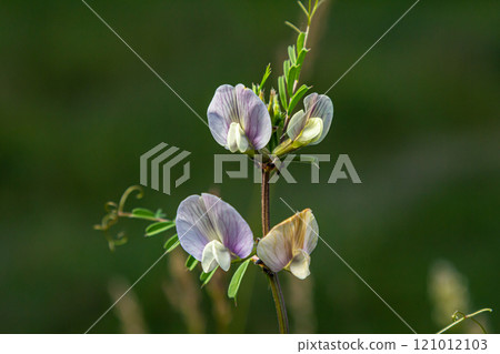 Vicia grandiflora - Wild plant shot in the spring Vicia grandiflora - Wild plant shot in the spring 121012103