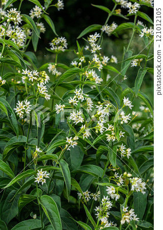 Vincetoxicum hirundinaria. Close up of white swallow wort.Vincetoxicum in the family Apocynaceae Vincetoxicum hirundinaria. Close up of white swallow wort.Vincetoxicum in the family Apocynaceae 121012105