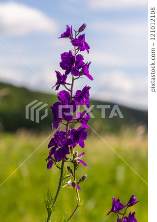 Consolida orientalis. Eastern Larkspur. Bright purple flowers on a green meadow 121012108