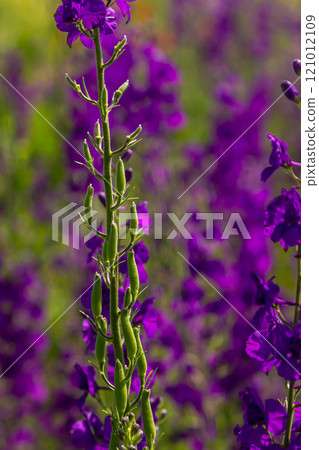 Consolida orientalis. Eastern Larkspur. Bright purple flowers on a green meadow Consolida orientalis. Eastern Larkspur. Bright purple flowers on a green meadow 121012109