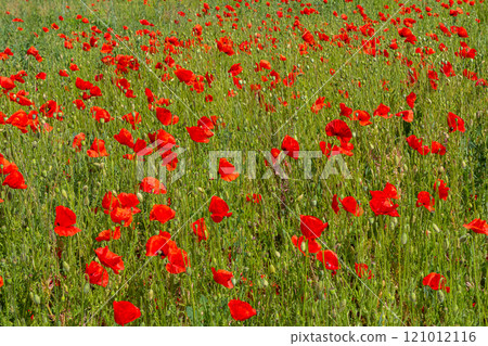 Papaver rhoeas or common poppy, red poppy is an annual herbaceous flowering plant in the poppy family, Papaveraceae, with red petals 121012116