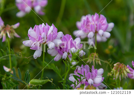 the flowers of Securigera varia - crownvetch, purple crown vetch the flowers of Securigera varia - crownvetch, purple crown vetch 121012119