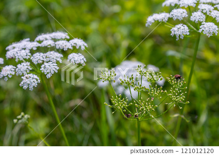 white inflorescence and green leaves of Aethusa cynapium plant 121012120