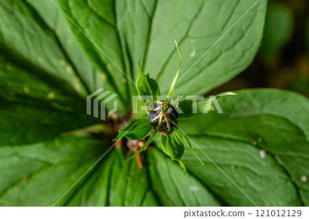 Very poisonous plant Raven's eye four-leaf Paris quadrifolia also known, berry or True Lovers Knot growing in the wild in a forest 121012129