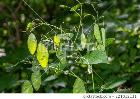 Green Lunaria plant in garden. Lunaria annua, called honesty or annual honesty 121012131