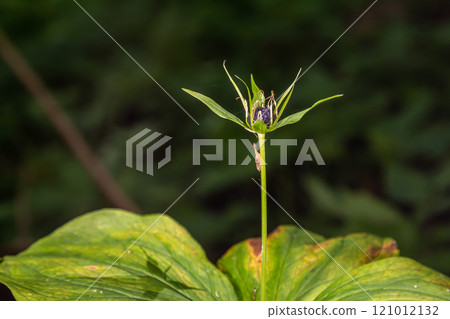 Very poisonous plant Raven's eye four-leaf Paris quadrifolia also known, berry or True Lovers Knot growing in the wild in a forest 121012132