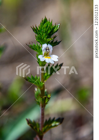 Tiny wild eyebright or eyewort - Euphrasia rostkoviana - flowers growing on summer meadow, closeup macro detail Tiny wild eyebright or eyewort - Euphrasia rostkoviana - flowers growing on summer meadow, closeup macro detail 121012133
