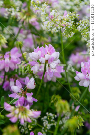 the flowers of Securigera varia - crownvetch, purple crown vetch the flowers of Securigera varia - crownvetch, purple crown vetch 121012136