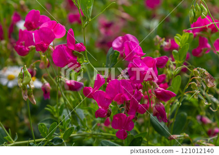 Vicia sativa flowers are blooming in the field Vicia sativa flowers are blooming in the field 121012140