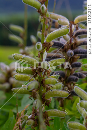 Lupinus polyphyllus. Large leaved lupine seed pods in garden Lupinus polyphyllus. Large leaved lupine seed pods in garden 121012141
