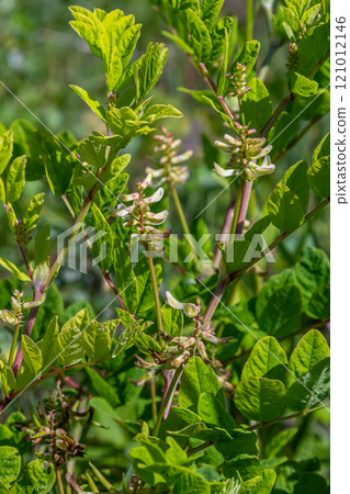 In the spring Chamaecytisus ruthenicus blooms in the wild 121012146