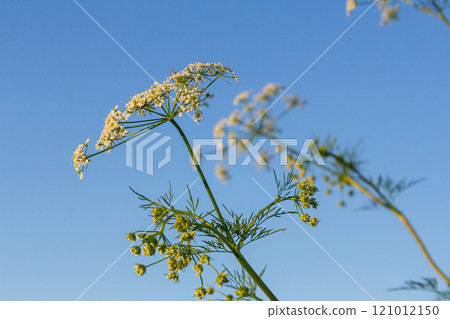 Caraway blooms in garden. White meridian fennel blossom in field. Persian cumin flowering plant. White Carum carvi flower on green background, closeup. White caraway flowers Caraway blooms in garden. White meridian fennel blossom in field. Persian cumin flowering plant. White Carum carvi flower on green background, closeup. White caraway flowers 121012150