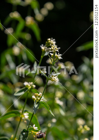 Vincetoxicum hirundinaria. Close up of white swallow wort.Vincetoxicum in the family Apocynaceae 121012154