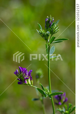 Flowers of alfalfa in the field. Medicago sativa Flowers of alfalfa in the field. Medicago sativa 121012157