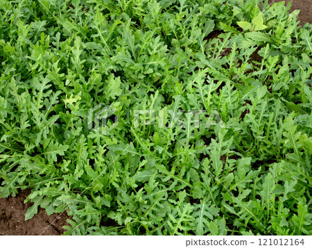 芝麻菜的栽培 121012164