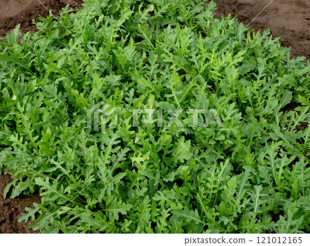 Cultivation of arugula selvatica 121012165