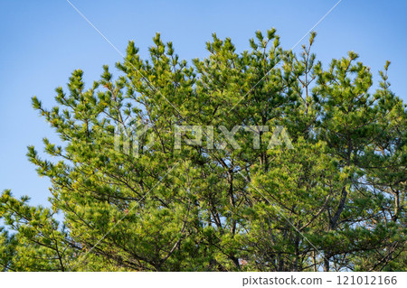 Pine trees and blue sky 121012166