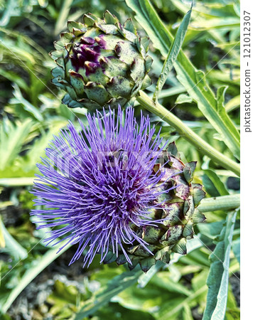 Artichokes in the garden. Artichokes in the garden. 121012307