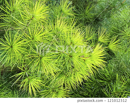 Bright green fir tree branches Bright green fir tree branches 121012312