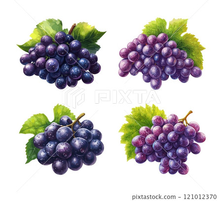 Cartoon purple grapes berries ripe bouquet with bright green leaves, fresh wine fruit bunches isolated vectors on white background 121012370