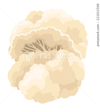 Cauliflower cabbage icon. Vegetable illustration for farm market or restaurant menu. Healthy, organic food design. Fresh vegetarian meal isolated on white background. Vector cartoon illustration 121012509