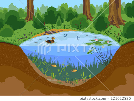 Pond ecosystem. Ecosystem of with different animals in their natural habitat. Pond ecosystem structure for biology lessons. Vector cartoon illustration 121012520