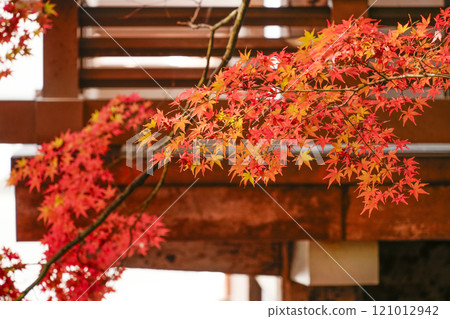 秋天的京都大原、三千院、延湯坊和楓樹 121012942