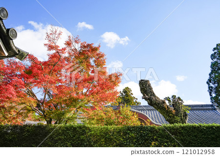 Autumn in Ohara, Kyoto: Sanzen-in Temple grounds 121012958