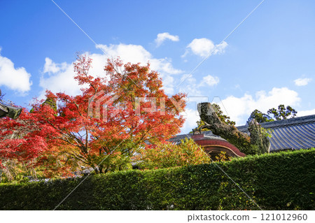 Autumn in Ohara, Kyoto: Sanzen-in Temple grounds 121012960