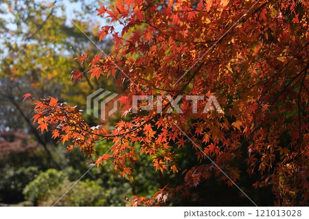 秋天的楓葉 121013028