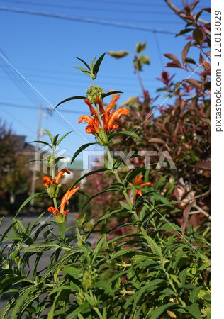 橙色 kaenkisewata 花 121013029