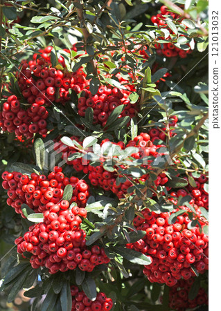 火棘果 火棘果 121013032