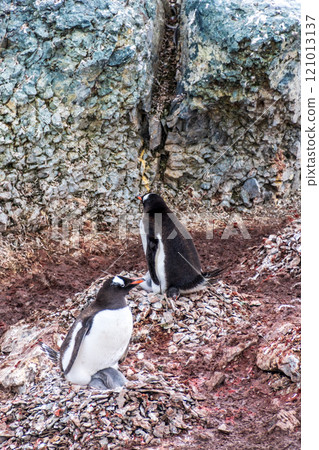 Gentoo colony at Danco Island 121013137