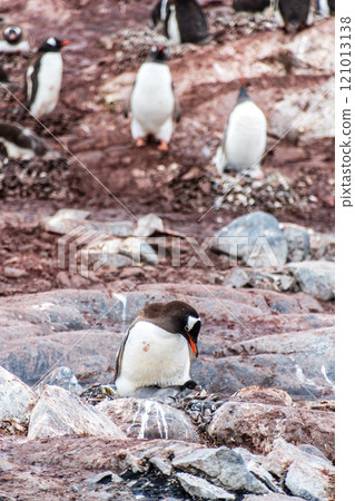 Gentoo Penguin colony on Cuverville island 121013138