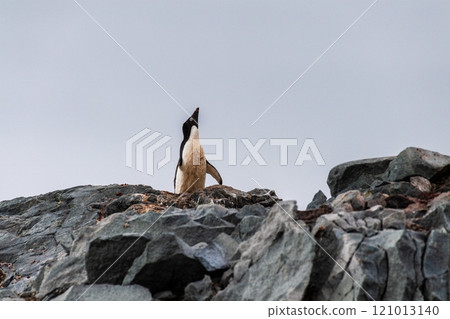 Impression of the Adelie Penguin Colony at the fish islands 121013140